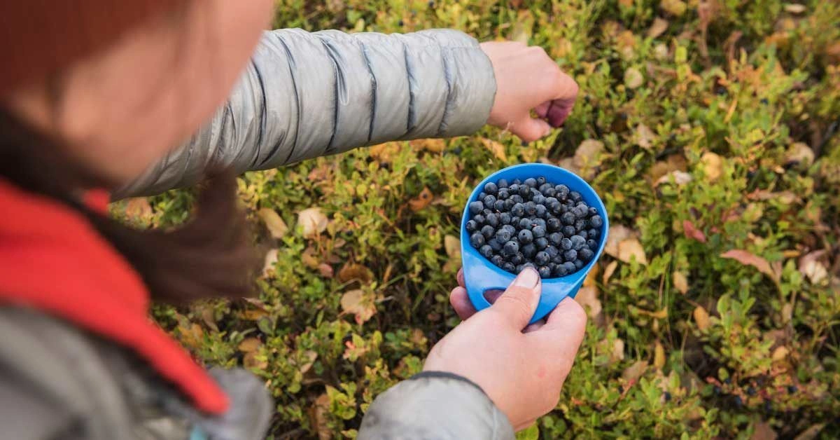 9 Emerging Health Benefits of Bilberries
