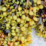 Bladderwrack: Benefits, Uses, and Side Effects