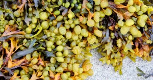 Bladderwrack: Benefits, Uses, and Side Effects