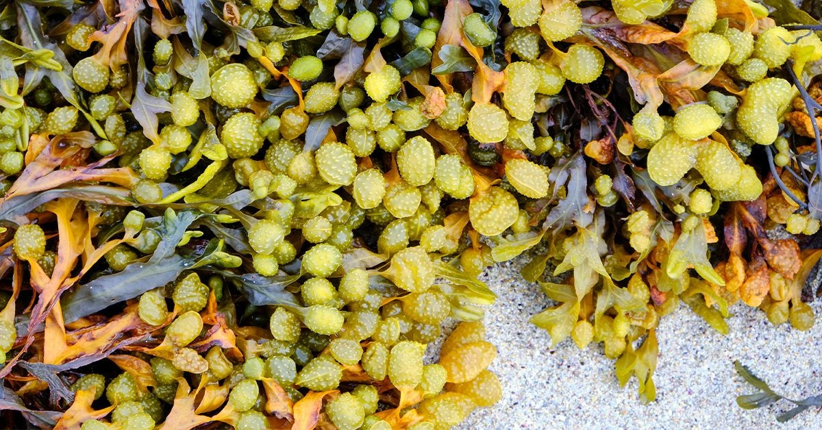 Bladderwrack: Benefits, Uses, and Side Effects