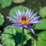 Benefits, Uses, and Nutritional Facts of Blue Lotus Flower