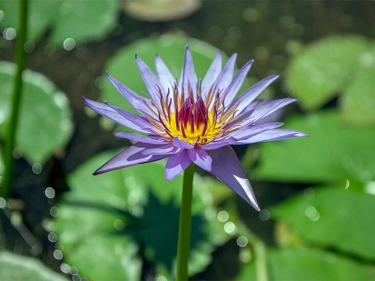 Benefits, Uses, and Nutritional Facts of Blue Lotus Flower