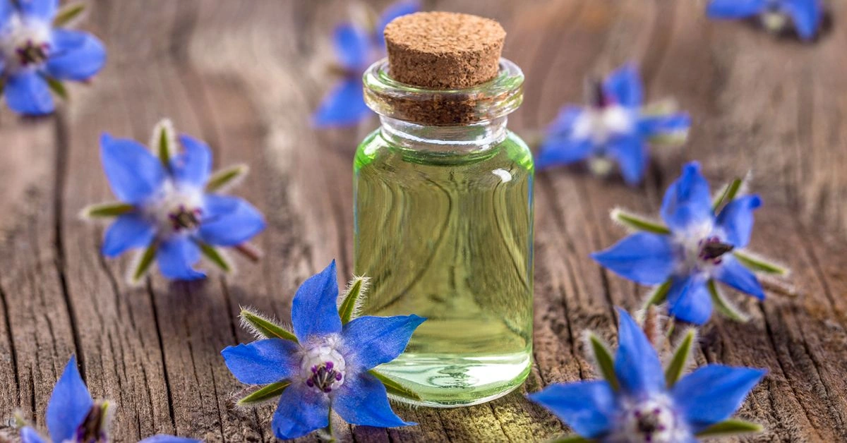 Everything You Need to Know About Borage Oil