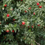 Butcher’s Broom: A Shrub With Surprising Benefits?