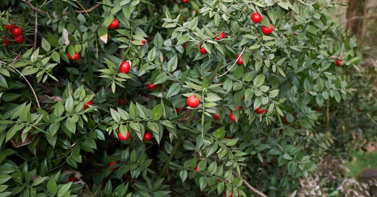 Butcher’s Broom: A Shrub With Surprising Benefits?