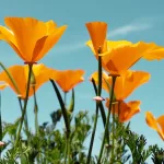 What Is California Poppy, and Does It Have Health Benefits?