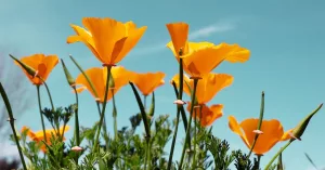 What Is California Poppy, and Does It Have Health Benefits?