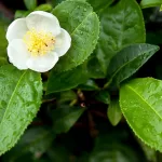 Camellia sinensis Leaf Extract: Benefits, Uses, and Side Effects