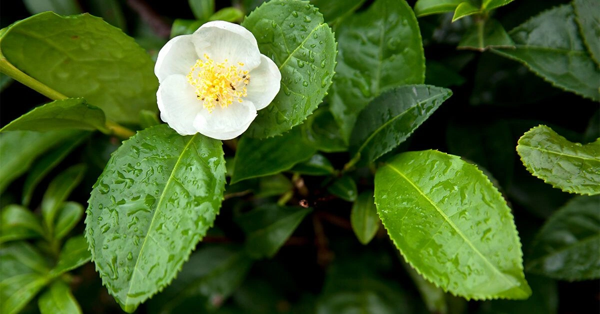 Camellia sinensis Leaf Extract: Benefits, Uses, and Side Effects