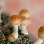 Can You Smoke Shrooms — Safety & Effects