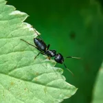 Can Carpenter Ants Bite You?