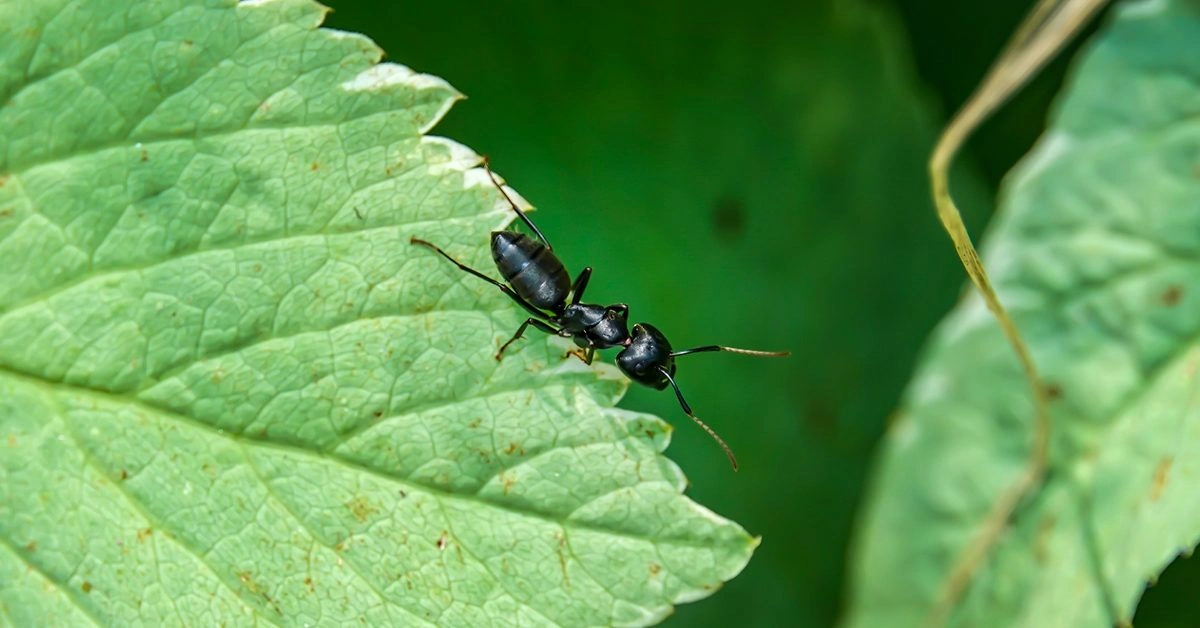 Can Carpenter Ants Bite You?