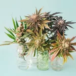 CBD vs. THC: What’s the Difference?