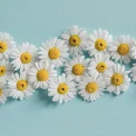 Chamomile Oil Benefits & Uses
