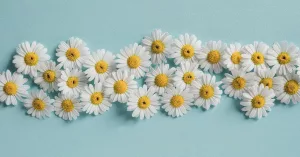 8 Benefits of Chamomile Oil and How to Use It 8 Benefits of Chamomile Oil and How to Use It