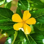 Damiana: Ancient Aphrodisiac?