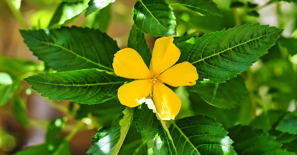 Damiana: Ancient Aphrodisiac?