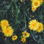 Dandelion: Potential Health Benefits and Side Effects