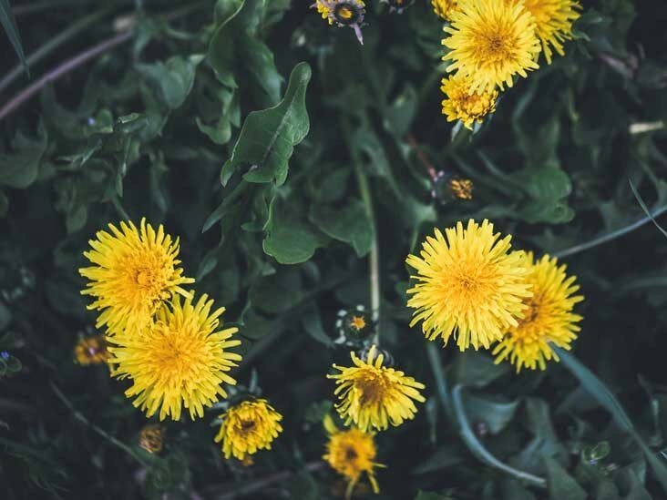 Dandelion: Potential Health Benefits and Side Effects