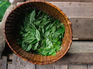 Is Darjeeling Tea Good for You? Uses, Benefits, and Downsides