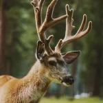 What Are Deer Antler Supplements? Health Effects and Safety