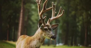 Natural Deer Antler Supplement Benefits & Risks