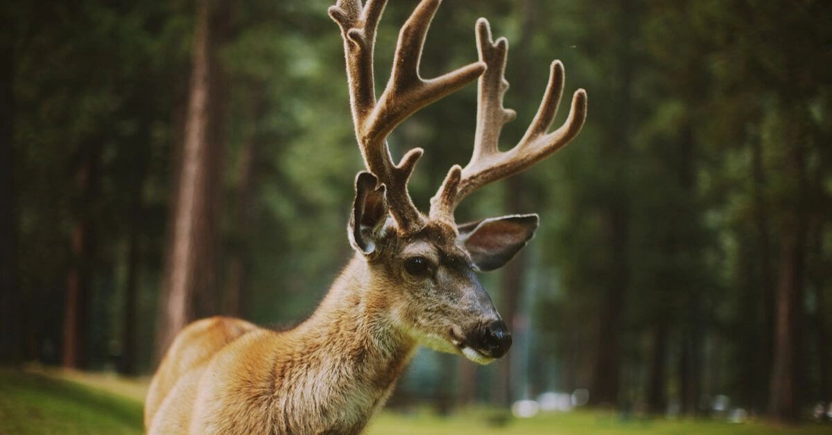 What Are Deer Antler Supplements? Health Effects and Safety