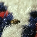 What Are Carpet Beetles, and Can They Hurt You?