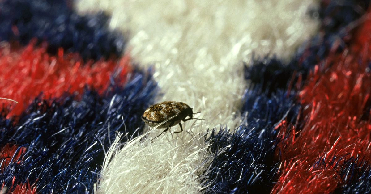 What Are Carpet Beetles, and Can They Hurt You?