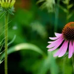 Echinacea: Benefits, Uses, Side Effects, and Dosage