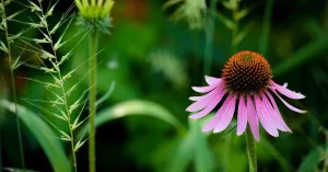 Echinacea Benefits, Uses & Side Effects
