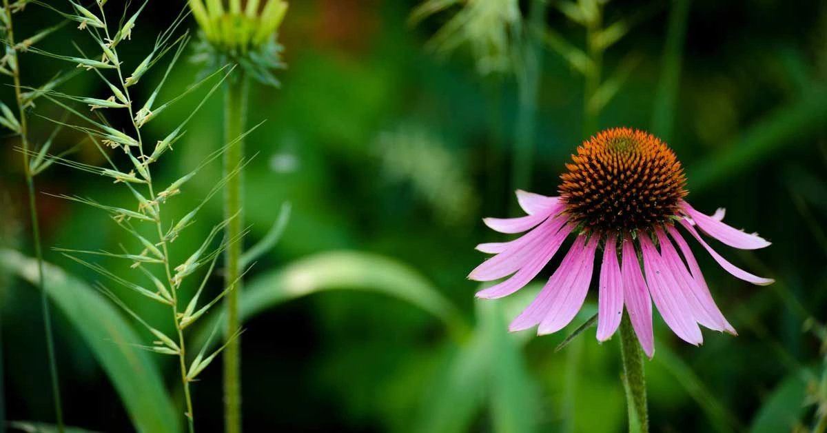Echinacea: Benefits, Uses, Side Effects, and Dosage