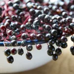 Elderberry: Benefits and Dangers