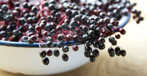 Elderberry: Benefits and Dangers Elderberry: Benefits and Dangers