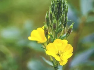 What to Know about the Possible Benefits and Risks of Evening Primrose Oil What to Know about the Possible Benefits and Risks of Evening Primrose Oil