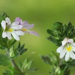 Do Eyebright Drops and Supplements Benefit Health?