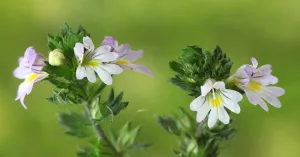 Do Eyebright Drops and Supplements Benefit Health?