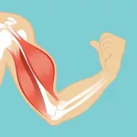 Female Chest Muscles: Anatomy & Function