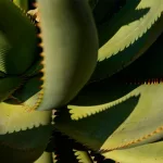 5 Healthy Benefits of Drinking Aloe Vera Juice
