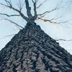 The Therapeutic Capabilities of Slippery Elm Bark