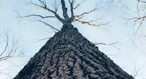 The Therapeutic Capabilities of Slippery Elm Bark The Therapeutic Capabilities of Slippery Elm Bark