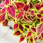 Does Forskolin Actually Work? An Evidence-Based Review Does Forskolin Actually Work? An Evidence-Based Review