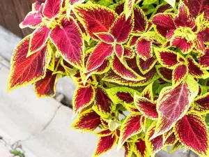 Does Forskolin Actually Work? An Evidence-Based Review