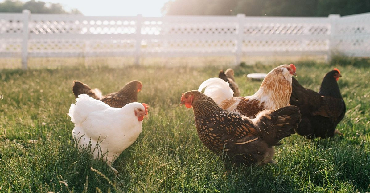 What Is Free-Range Chicken?