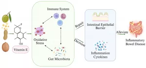 Function of Vitamin E in Butt Growth: Real-World Results & Surprises Function of Vitamin E in Butt Growth: Real-World Results & Surprises