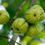 Garcinia Cambogia Does It Work — Evidence & Safety