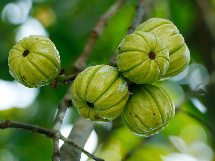 Does Garcinia Cambogia Work?