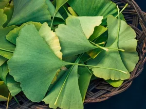 12 Possible Benefits of Ginkgo Biloba, Plus Side Effects and Dosage