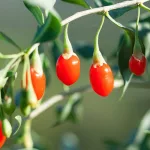 What are Goji Berries? This Unique Red Fruit, Explained