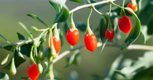 Goji Berry Benefits & Uses